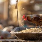 Raising Healthy Chickens How Poultry Grit Boosts Digestive Efficiency